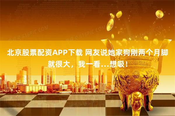北京股票配资APP下载 网友说她家狗刚两个月脚就很大，我一看…想吸！